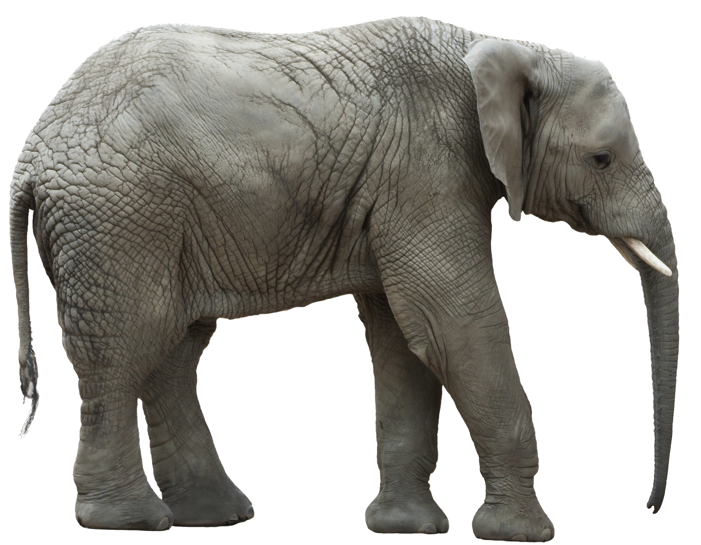Elefant1