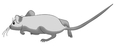 weissemaus